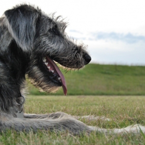 , hier 6 Monate alt, ist mittlerweile ein ausgewachsender Irish Wolfhound. Sie gehört nicgehört nicht zu den Archetieren, aber zur Familie. Wie alle Woulfs liebt sie Menschen und freut sich über jeden Gast